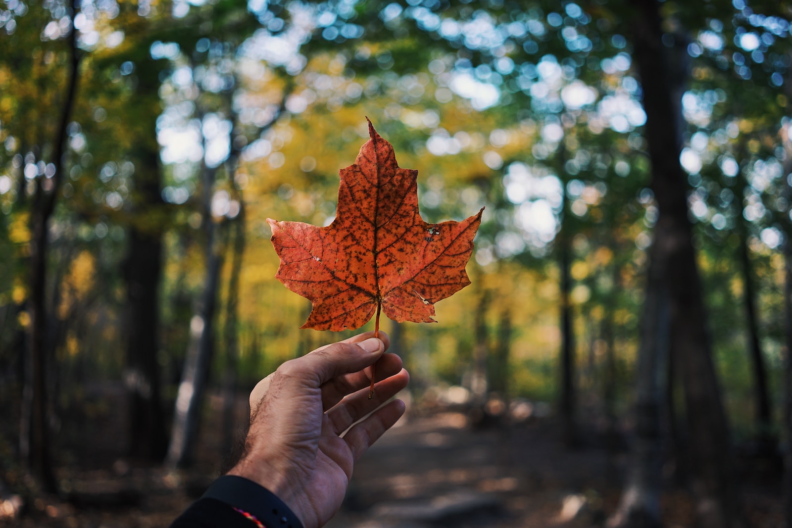 Creating a More Robust Canada via Creative Immigration Reforms